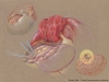 cranio-neocortical-resect