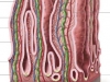 intestinal-villi