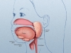 upper-gi-tract