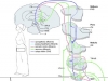 vulvar-innervation