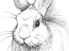 bunnyofpower-grayscale